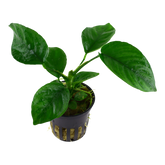 101U 卡拉榕 Anubias barteri var. caladiifolia